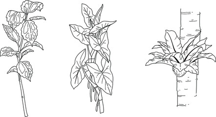 Black and white hand drawn sketch of plant illustration vector element