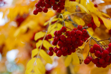 bunch of grapes