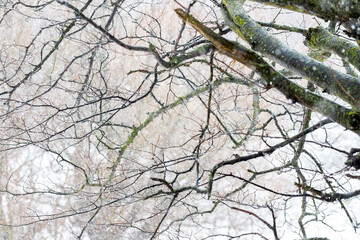 Tree branch with raindrops in winter forest during thaw