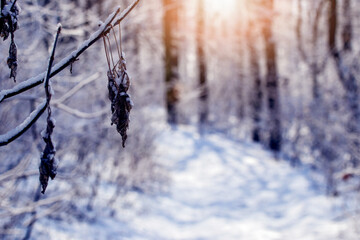 Winter forest with snowy trees and road at sunset