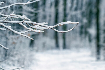 Snow-covered tree branch in the winter forest, winter view