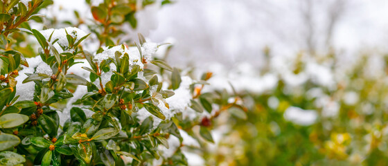 Snow-covered boxwood bush with green leaves, boxwood in winter