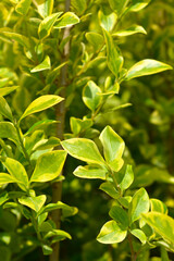 Golden privet