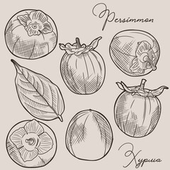 Persimmon sketch. Persimmon fruits and leaves.