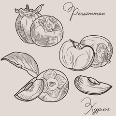 Persimmon sketch. Persimmon fruits and leaves.