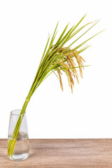 ears of rice in glass vase isolated