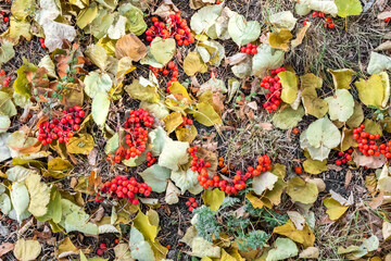 Fallen autumn leaves and rowan berries as a natural colorful background. The time of the year is autumn.
