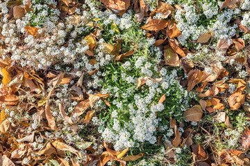 The last autumn flowers and fallen dry leaves as a natural background. Pattern and texture of...