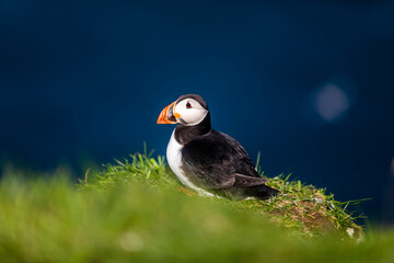 Atlantic Puffins bird or common Puffin in grass. Mykines, Faroe Islands.