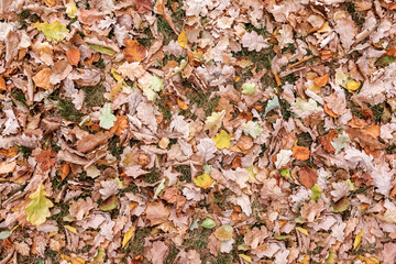 Fallen dry oak leaves lie on the grass. Natural background of multicolored foliage. Top view.