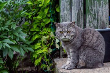 Naklejka na ściany i meble Grey old cat sitting on house's porch. 