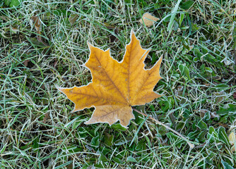 yellow maple leaf on grass