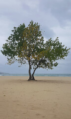 Fototapeta na wymiar Tree on the beach and cloudy sky