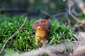 edible mushroom grzyb grzybobranie las jesień autumn fungus forest fruit of forest nature wild food
