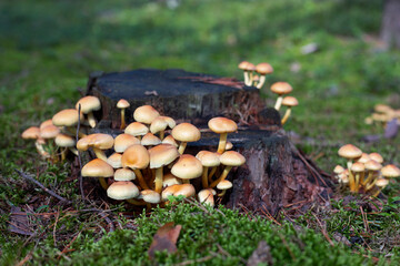 agaric mushroom grzyb grzybobranie las jesień autumn fungus forest fruit of forest nature 