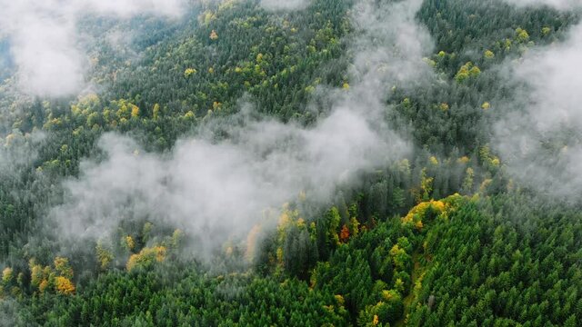Aerial Drone Footage: flying above Green anf Yellow Autumnt Forest with Spruces and Pines covered with fluid Clouds