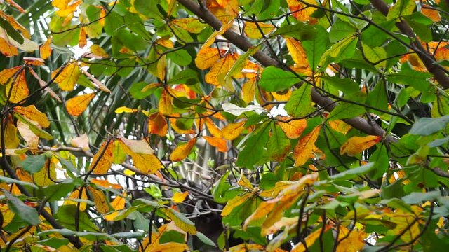 Terminalia catappa on the nature. Also called country almond, sea almond and tropical almond
