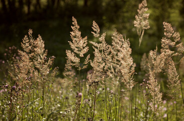 Golden ears in the summer in the field