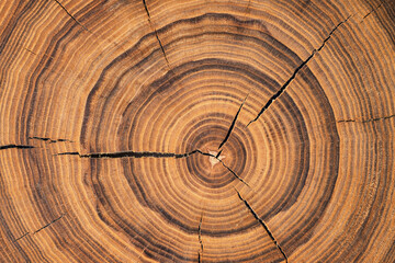 stump cut texture, tree rings wood background