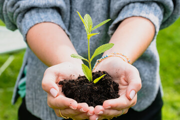 Female gardener holding a sapling with soil. teenager holding a green plant in her hands. Growth concept.