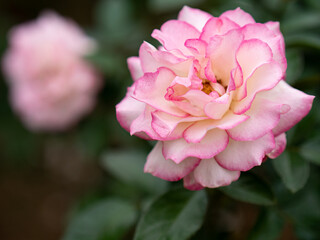 しっとりとした空模様の日のバラ