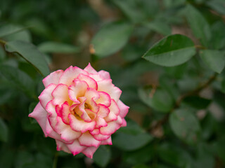 しっとりとした空模様の日のバラ