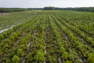 Fototapeta na wymiar Vue aérienne d'une forêt en cours de reforestation dans les Landes. Prise de vue par drone d'une plantation d'arbre avec une route