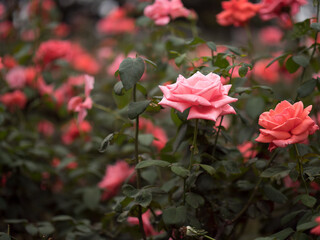 しっとりとした空模様の日のバラ