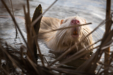 Nutria weiß