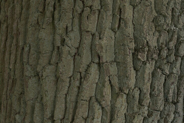Texture of old wood close up