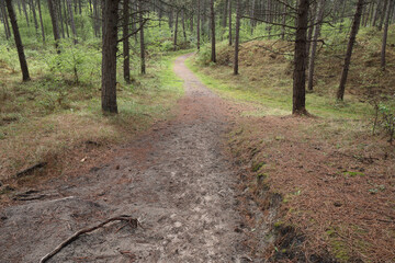 A path leading through a forest
