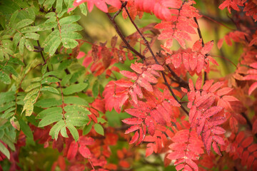 Crimson leaves of rowan close-up. Rowan bunches. Bright colors of leaves of autumn rowan.