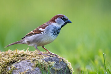 Naklejka premium Spatz Haussperling 