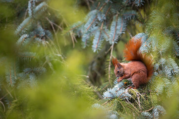 Eichhörnchen in einer Tanne
