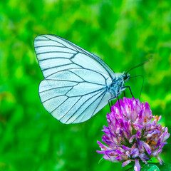 butterfly white on a purple blossom green background