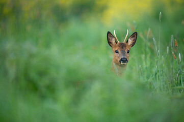 Rehbock am Rapsfeld © sebgsh