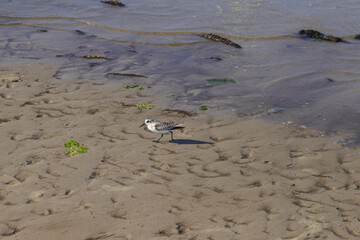 Sanderling (Calidris alba) on the beach during low tide in Sankt Peter Ording, North Sea - Germany