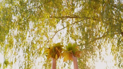 Close-up view 4k video footage of two female hands holding and throwing many orange, yellow, green and red autumn maple leaves isolated on sunny sky and foliage bokeh background with sun backlight