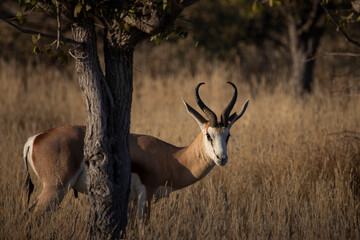 The springbok wild african animals in  Etosha National park. Namibia