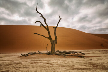Dead tree in front of a sand dune Deadvlei, Sossusvlei, Namib Desert, Namibia