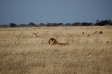 Young lion resting  in Etosha national park, Namibia.