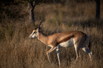 The springbok wild african animals in  Etosha National park. Namibia