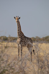 Giraffe in the Etosha national park, Namibia 