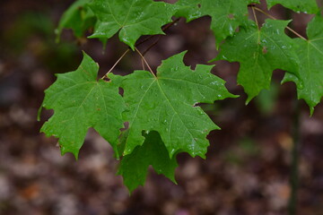 oak leaves and acorns