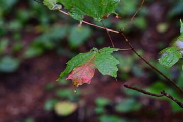 leaves in the forest