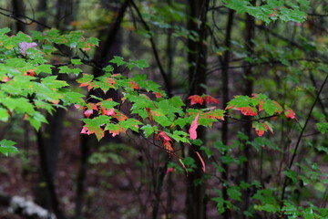red and green leaves in the forest