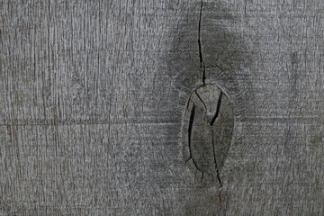 Fototapeta premium Slice natural wood background, texture. Gray tint. Close-up