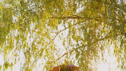 Close-up view 4k video footage of two female hands holding and throwing many orange, yellow, green and red autumn maple leaves isolated on sunny sky and foliage bokeh background with sun backlight
