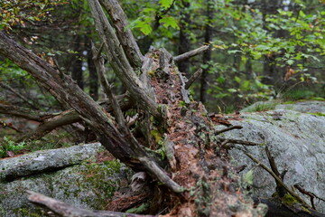 roots of a tree