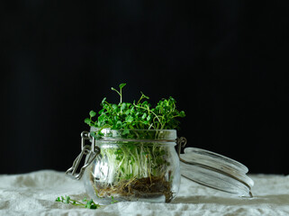 Microgreens. Arugula. Eco food - healthy food, detox, healthy nutrition
